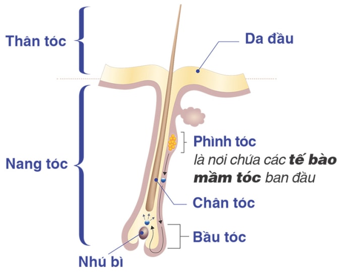 Cấu tạo sợi tóc. Ảnh: Công ty Cổ phần Dược phẩm Eco