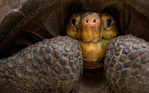 Loài vật quý hiếm bậc nhất thế giới, tuyệt tích 20 năm bất ngờ "tái xuất" - Ảnh 4.