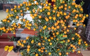 Vụ ngộ độc bánh mì vỉa hè: Số người nhập viện lên 79 người - Ảnh 2.