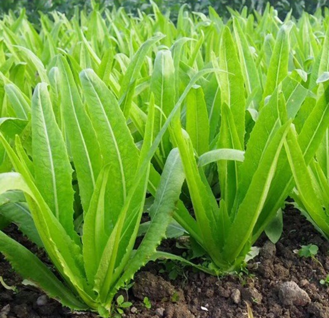 Loại rau xanh mướt nhưng ít "ngậm" thuốc trừ sâu, đi chợ thấy bỏ qua quá phí - Ảnh 1.