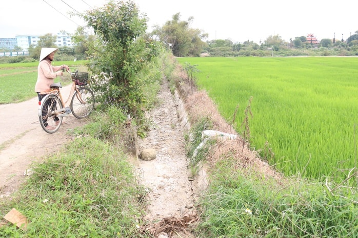 Nông dân Đà Nẵng "méo mặt" vì mặn đến sớm, kêu gọi thủy điện xả nước - Ảnh 3.