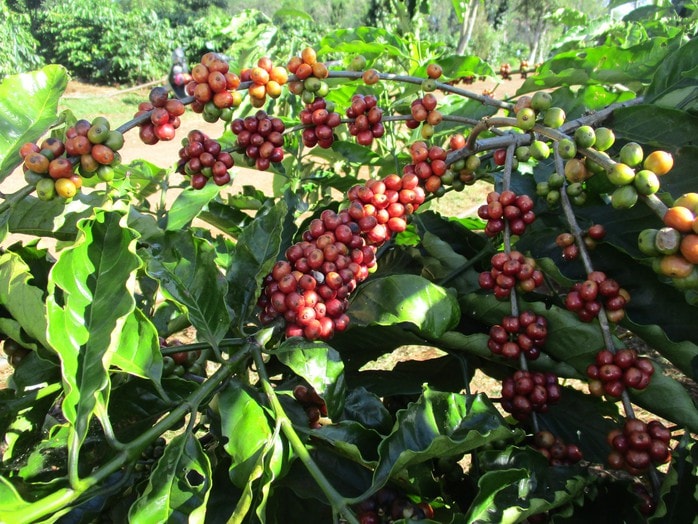 Giá cà phê hôm nay 5-3: Quay đầu tăng, hỗ trợ thích ứng xanh ngành cà phê cho cộng đồng yếu thế - Ảnh 1.