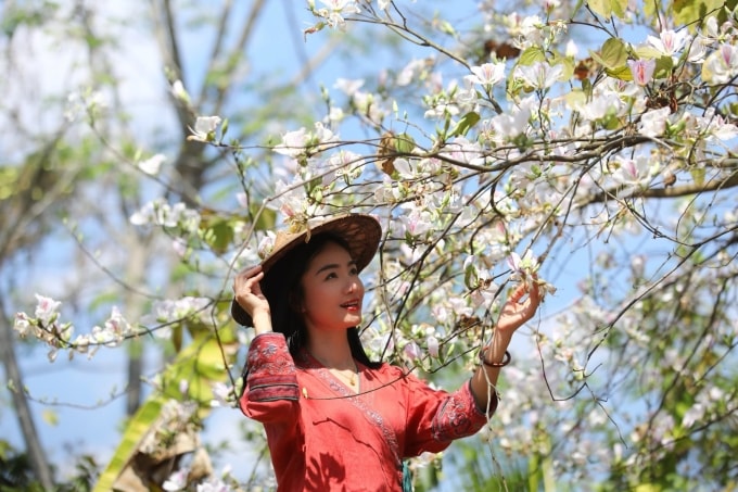 Các cây hoa ban thấp ở tuyến đường đầu thành phố. Ảnh: Trần Nhâm