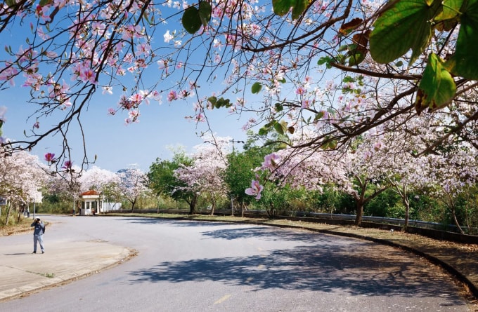 Đi đâu chơi gì trong lễ hội hoa ban Điện Biên 2026