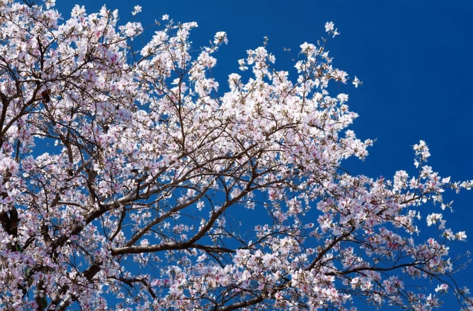 Đi đâu chơi gì trong lễ hội hoa ban Điện Biên 2026 - 1