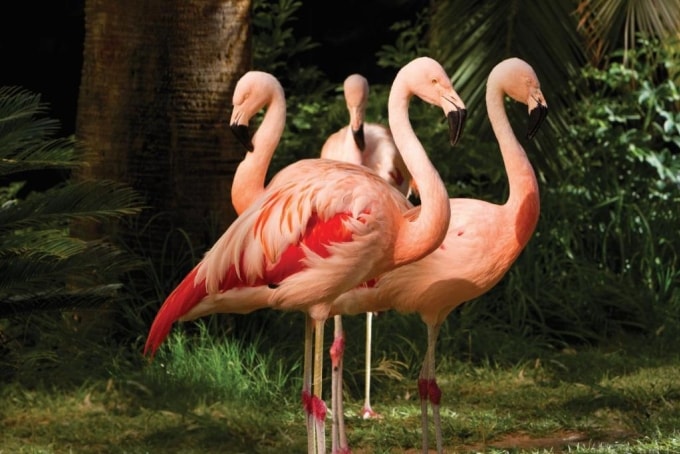 Hồng hạc được nuôi tại Flamingo Hotel and Casino. Ảnh: Flamingo Hotel and Casino