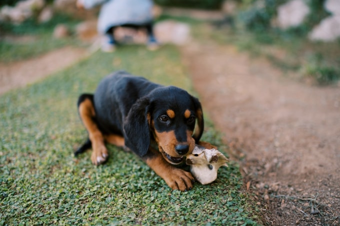 Chó cắn người khi đang ăn thường xuất phát từ bản năng bảo vệ thức ăn của con vật. Ảnh: Vecteezy