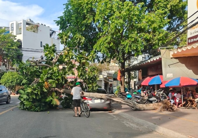 Thân cây ngã ra đường chắn hết một chiều đường. Ảnh: Minh Bằng
