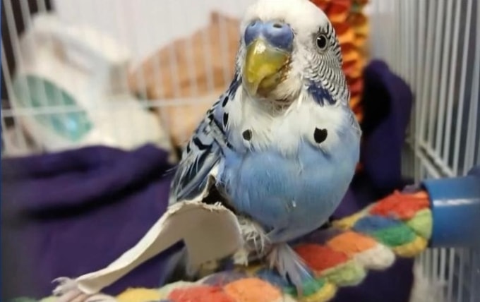 Con vẹt cảnh tên Blue Skies bị gãy chân phải. Ảnh: WTAE