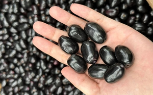 Đặc sản nhìn "sợ khiếp vía" xưa không dám ăn nay 350.000 đ/kg vẫn có người xuống tiền - Ảnh 6.