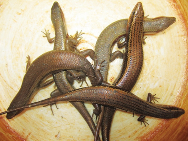 Đặc sản nhìn "sợ khiếp vía" xưa không dám ăn nay 350.000 đ/kg vẫn có người xuống tiền - Ảnh 1.