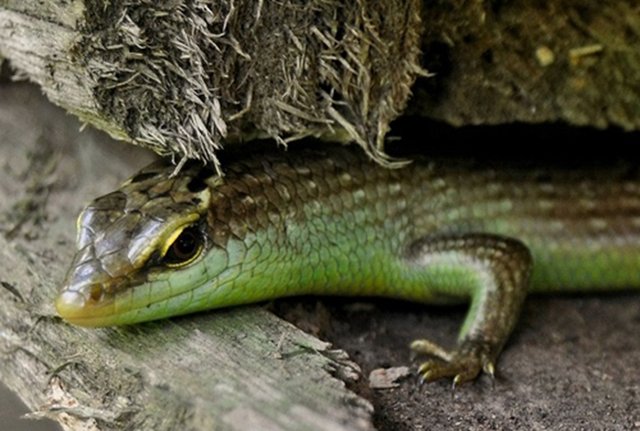 Đặc sản nhìn "sợ khiếp vía" xưa không dám ăn nay 350.000 đ/kg vẫn có người xuống tiền - Ảnh 2.