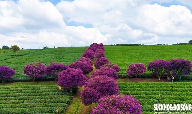 Mê mẩn sắc hoa mua tím biếc nở rộ trên đồi trà ở Lâm Đồng- Ảnh 5.