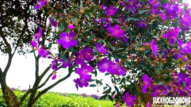 Mê mẩn sắc hoa mua tím biếc nở rộ trên đồi trà ở Lâm Đồng- Ảnh 3.