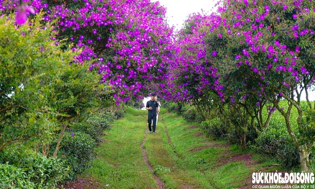 Mê mẩn sắc hoa mua tím biếc nở rộ trên đồi trà ở Lâm Đồng- Ảnh 2.
