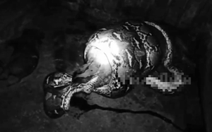 Kỳ lạ chàng trai có tới 42 răng, thừa 10 chiếc - Ảnh 4.