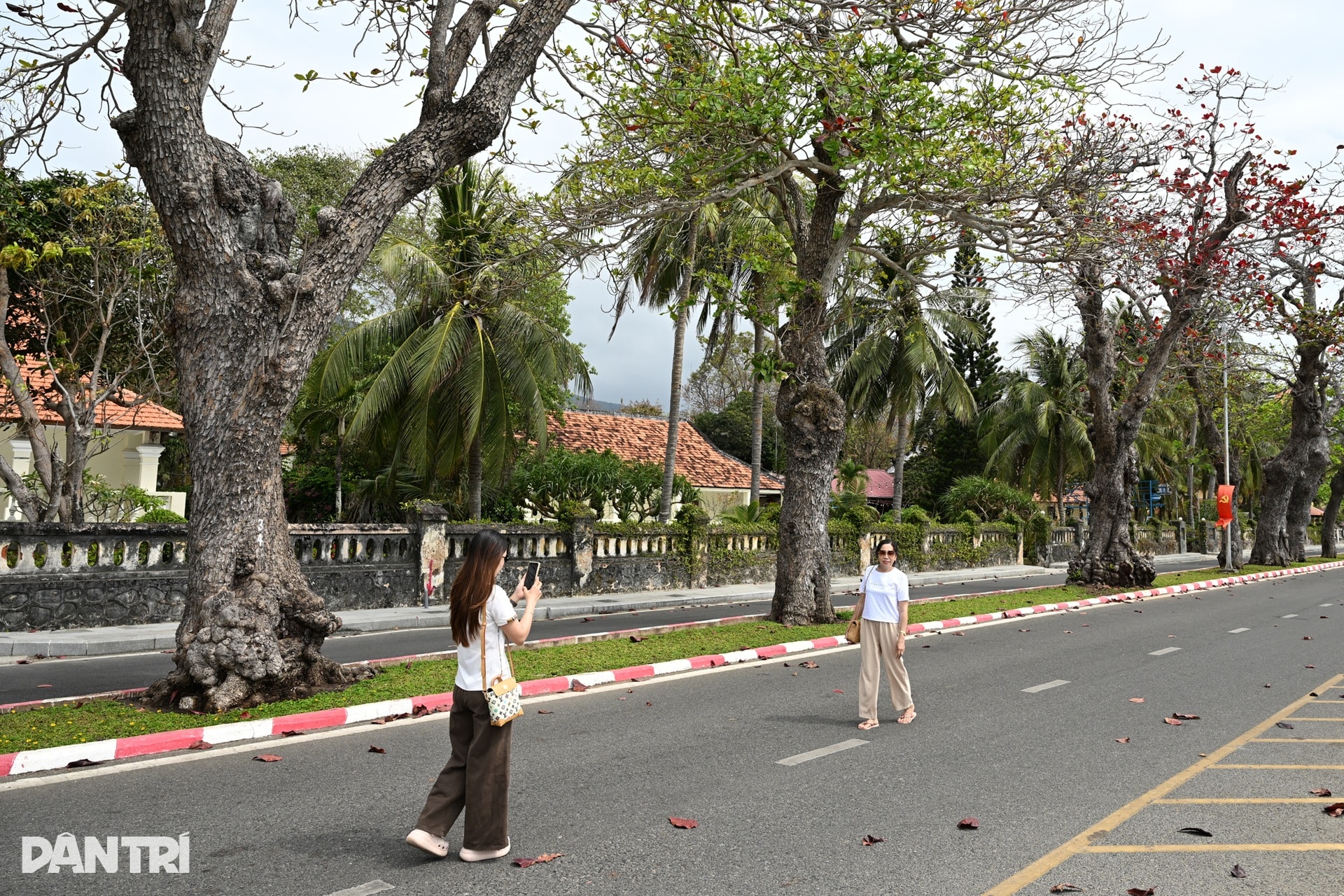 Côn Đảo đẹp ngỡ ngàng trong mùa bàng thay lá - 6