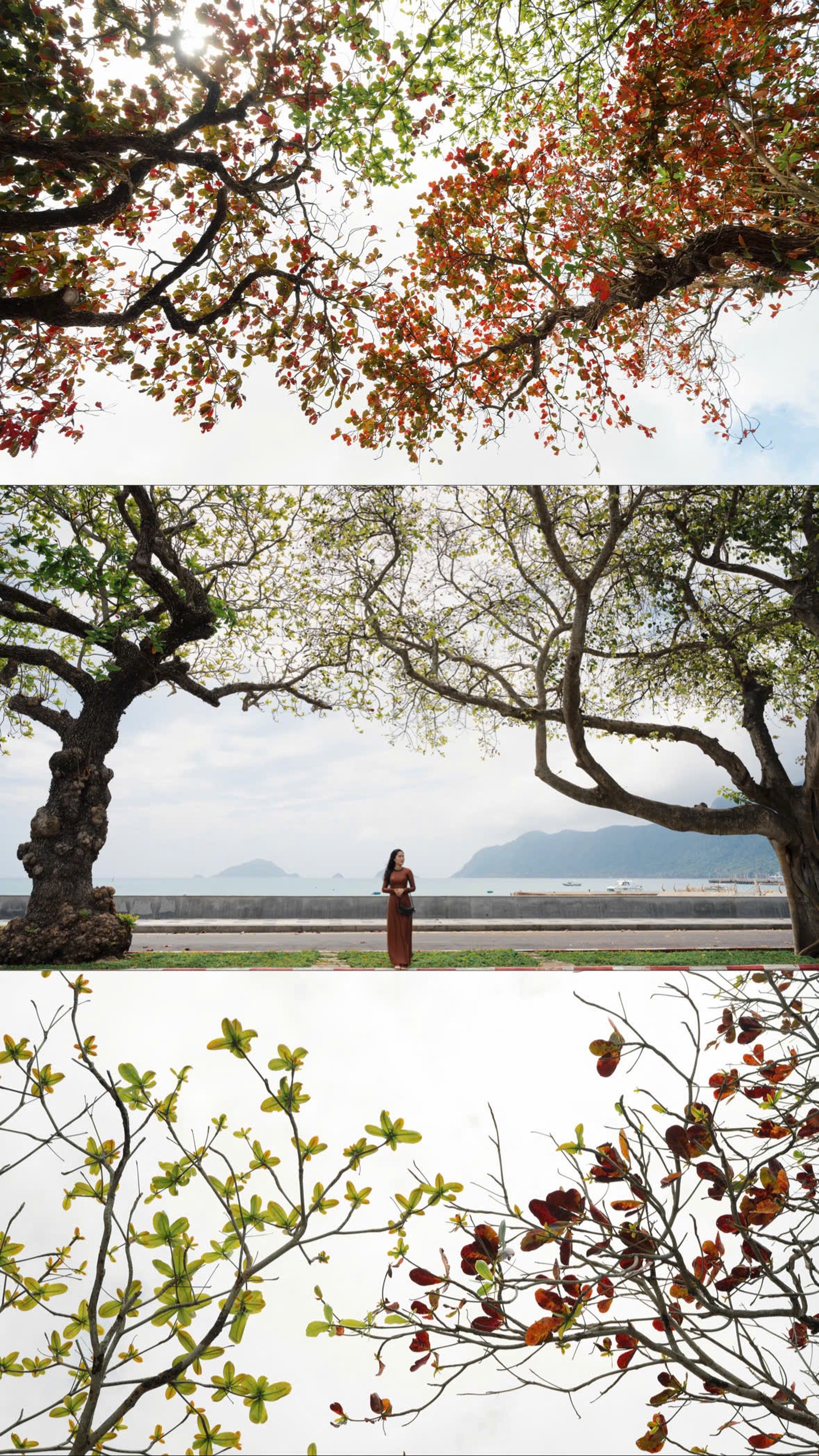 Côn Đảo đẹp ngỡ ngàng trong mùa bàng thay lá - 5