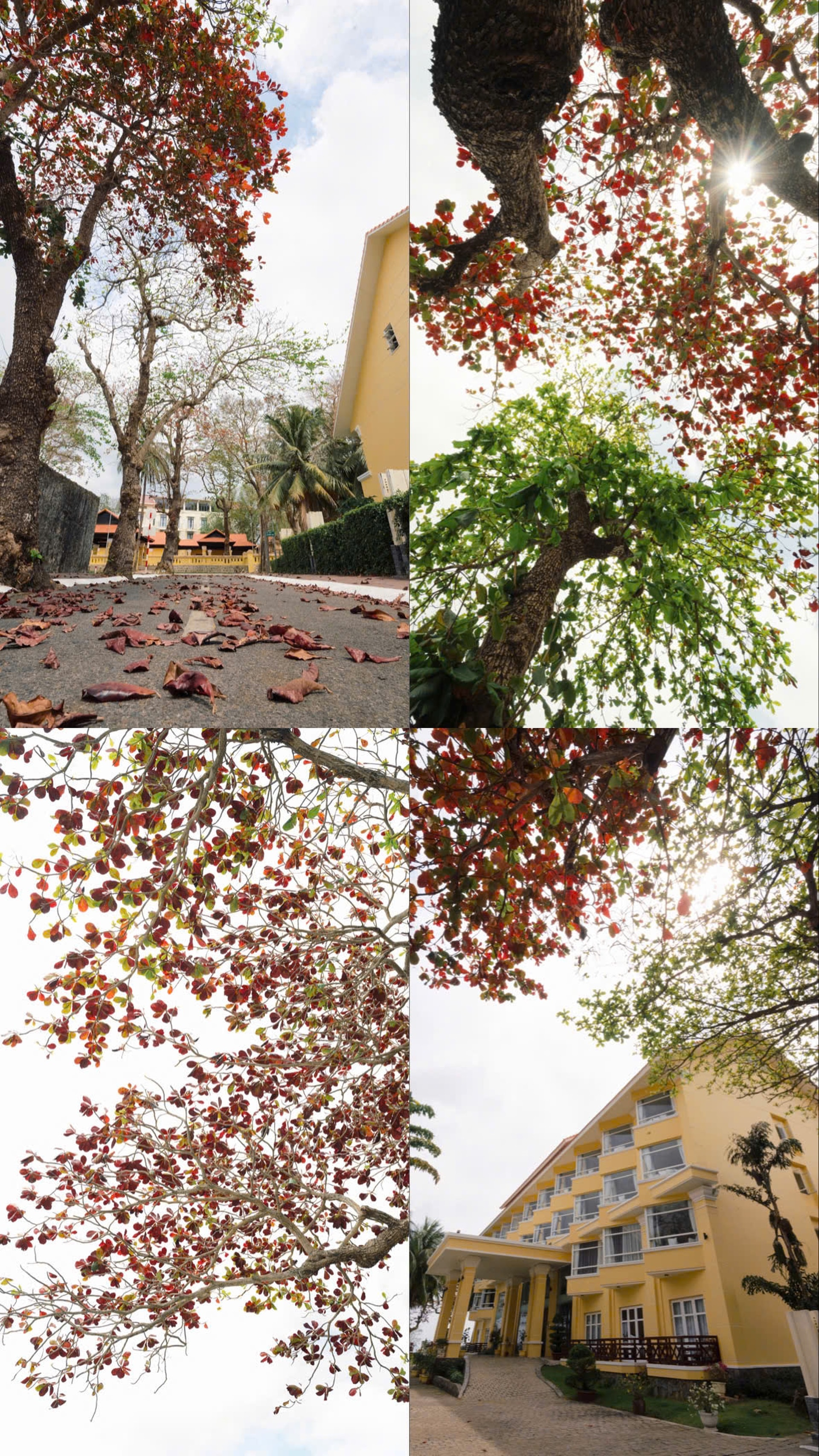 Côn Đảo đẹp ngỡ ngàng trong mùa bàng thay lá - 4