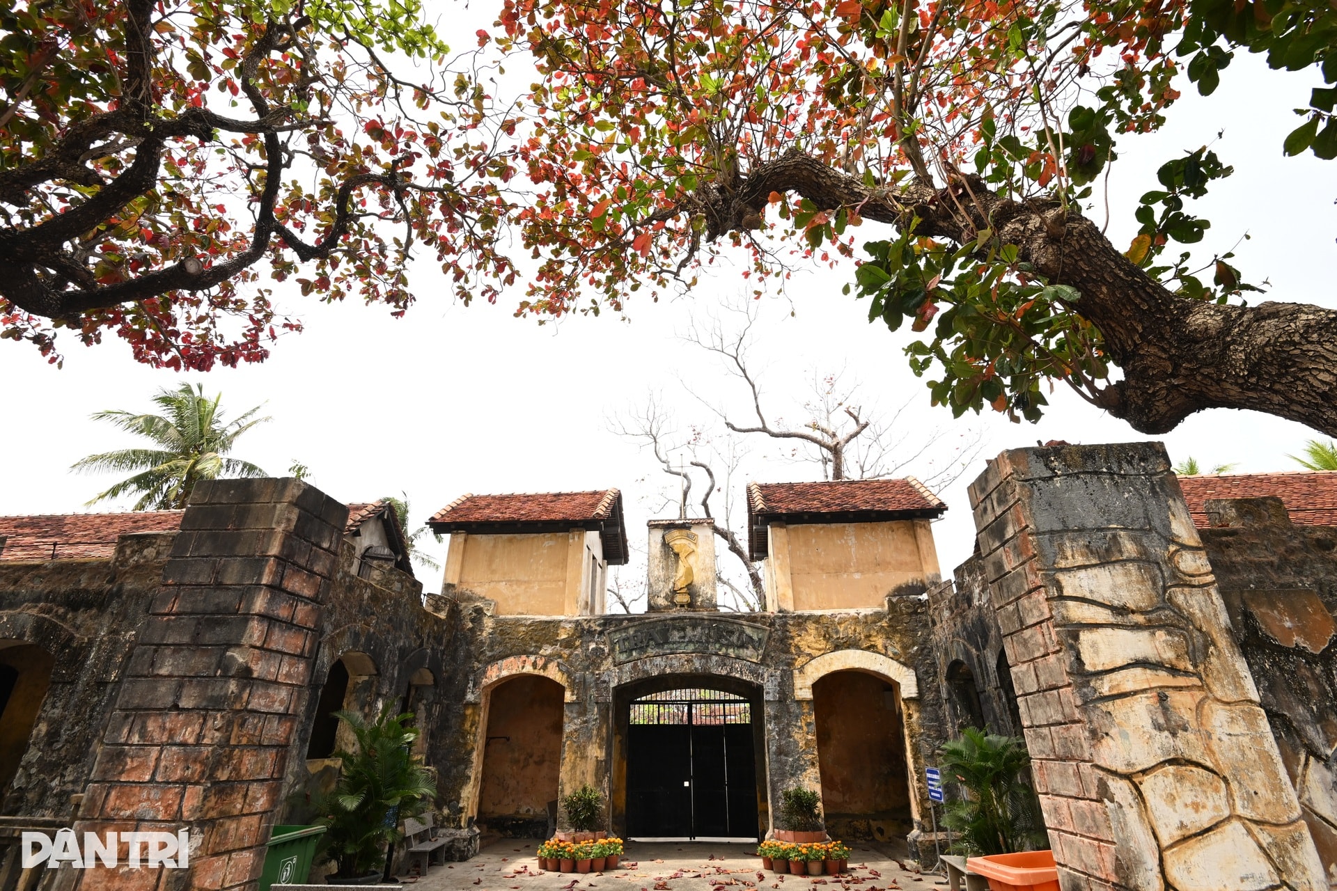 Côn Đảo đẹp ngỡ ngàng trong mùa bàng thay lá - 3