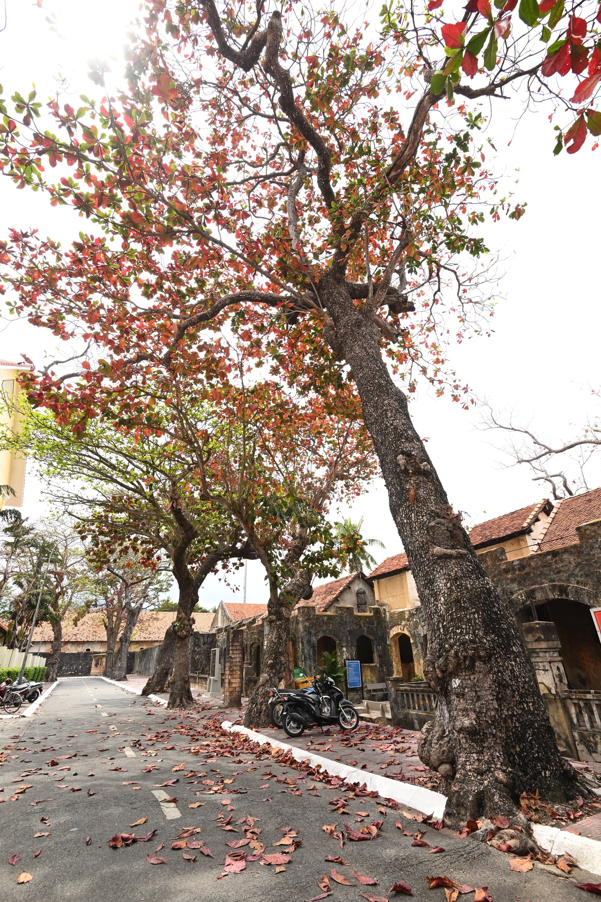Côn Đảo đẹp ngỡ ngàng trong mùa bàng thay lá - 9