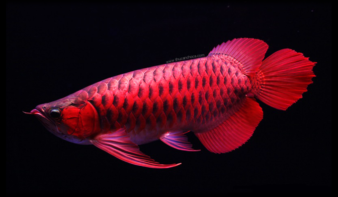 Cá rồng châu Á được coi là biểu tượng của may mắn và thịnh vượng. Ảnh: Pinterest