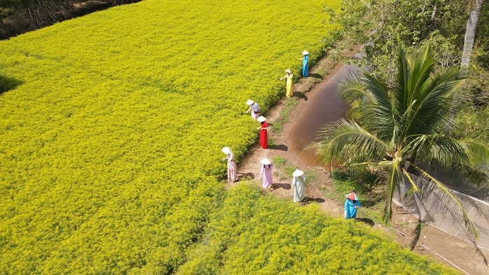 VIDEO: Du khách đổ xô ngắm những cánh đồng hoa “lạ” ở Cà Mau - Ảnh 1.