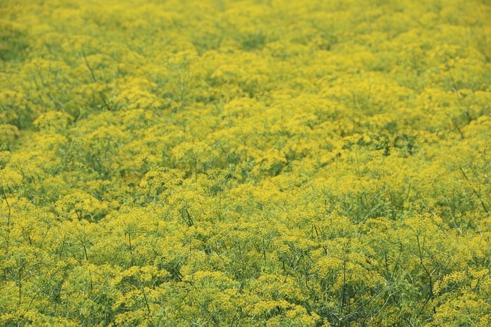 VIDEO: Du khách đổ xô ngắm những cánh đồng hoa “lạ” ở Cà Mau - Ảnh 2.