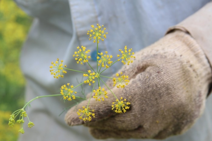 VIDEO: Du khách đổ xô ngắm những cánh đồng hoa “lạ” ở Cà Mau - Ảnh 3.