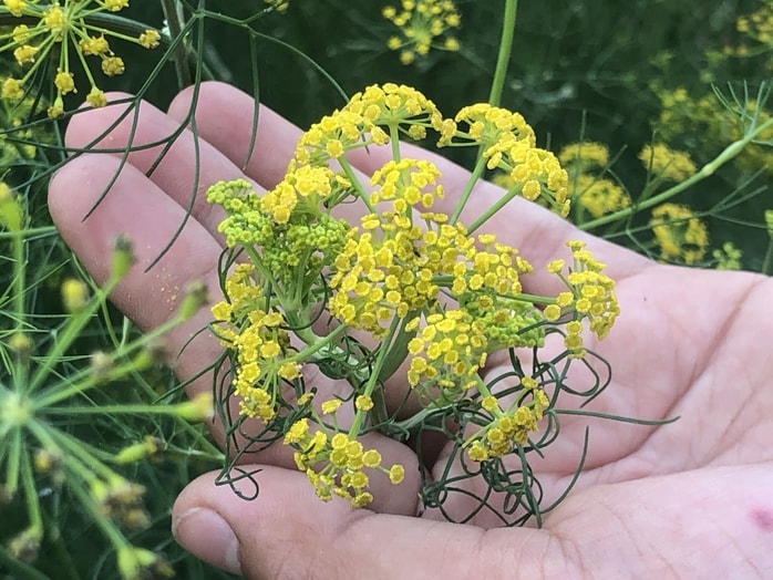 VIDEO: Du khách đổ xô ngắm những cánh đồng hoa “lạ” ở Cà Mau - Ảnh 4.