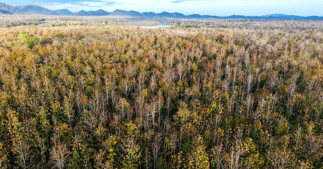 Đẹp ngỡ ngàng rừng khộp mùa thay lá- Ảnh 1.