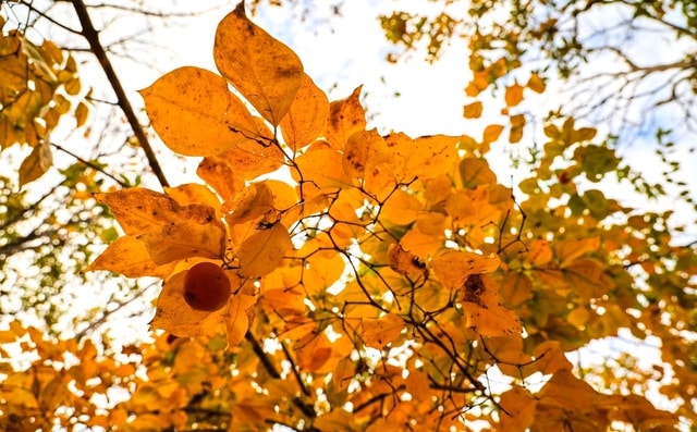 Đẹp ngỡ ngàng rừng khộp mùa thay lá- Ảnh 5.