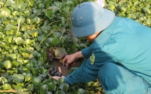 Mổ vịt, người đàn ông sốc nặng khi phát hiện 10g vàng thật trong bụng- Ảnh 3.