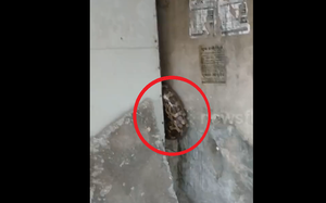 Vừa mở cửa, người đàn ông sốc khi thấy cảnh tượng "đáng sợ" trong nhà - Ảnh 2.