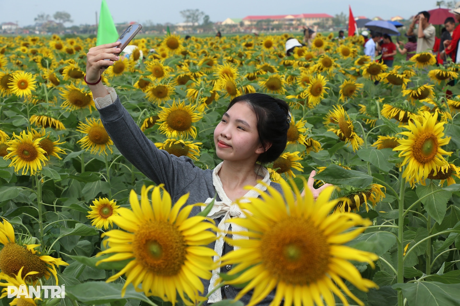 Chủ vườn thắng lợi với vụ hoa hướng dương, quà quê phục vụ khách Trung Quốc - 5