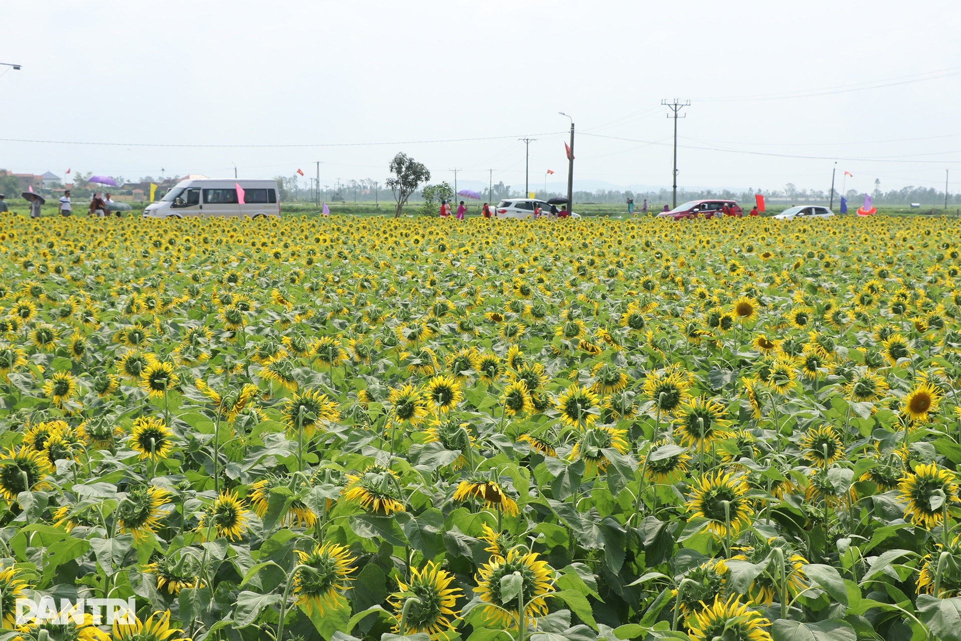 Chủ vườn thắng lợi với vụ hoa hướng dương, quà quê phục vụ khách Trung Quốc - 11