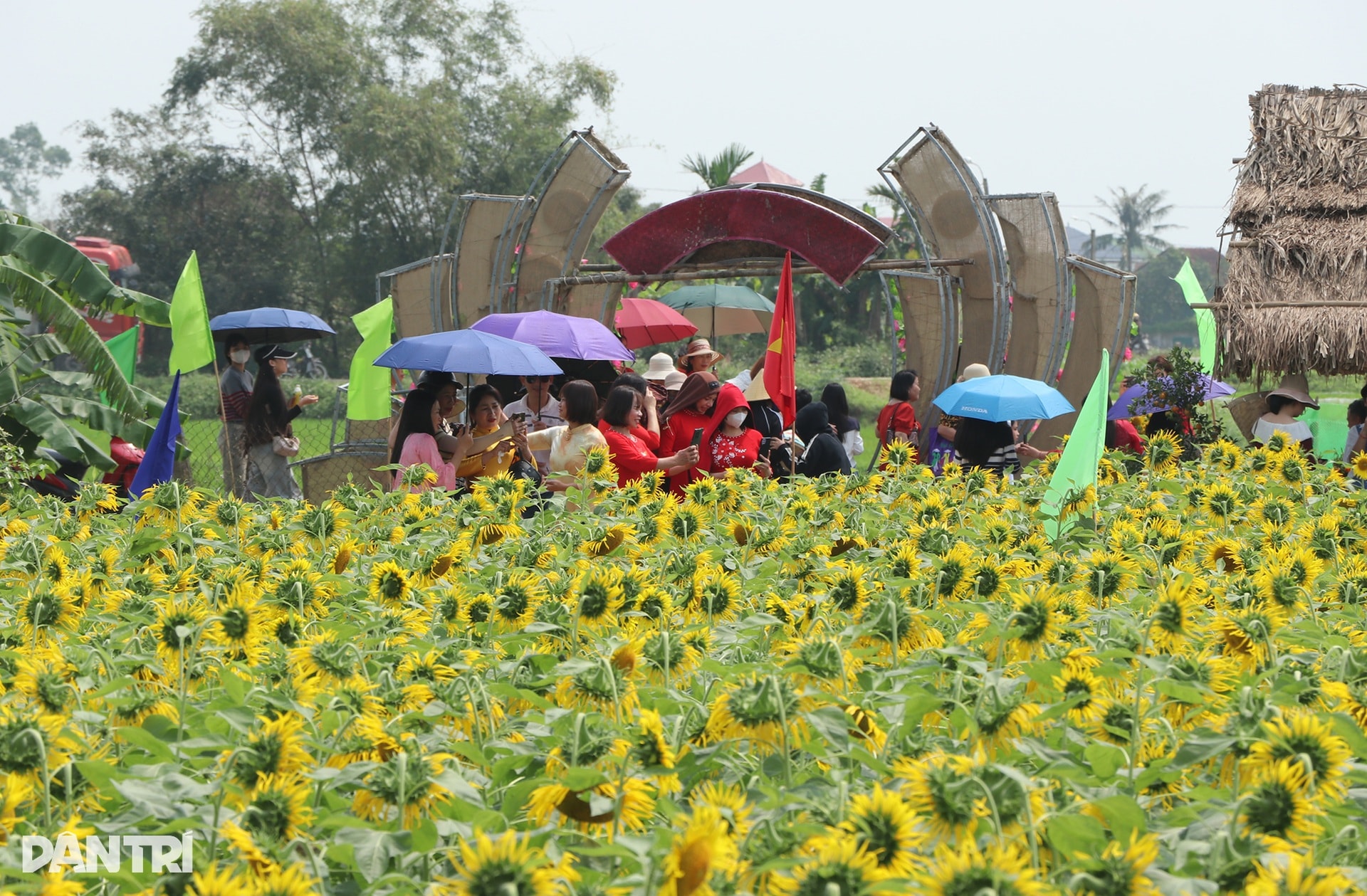 Chủ vườn thắng lợi với vụ hoa hướng dương, quà quê phục vụ khách Trung Quốc - 1