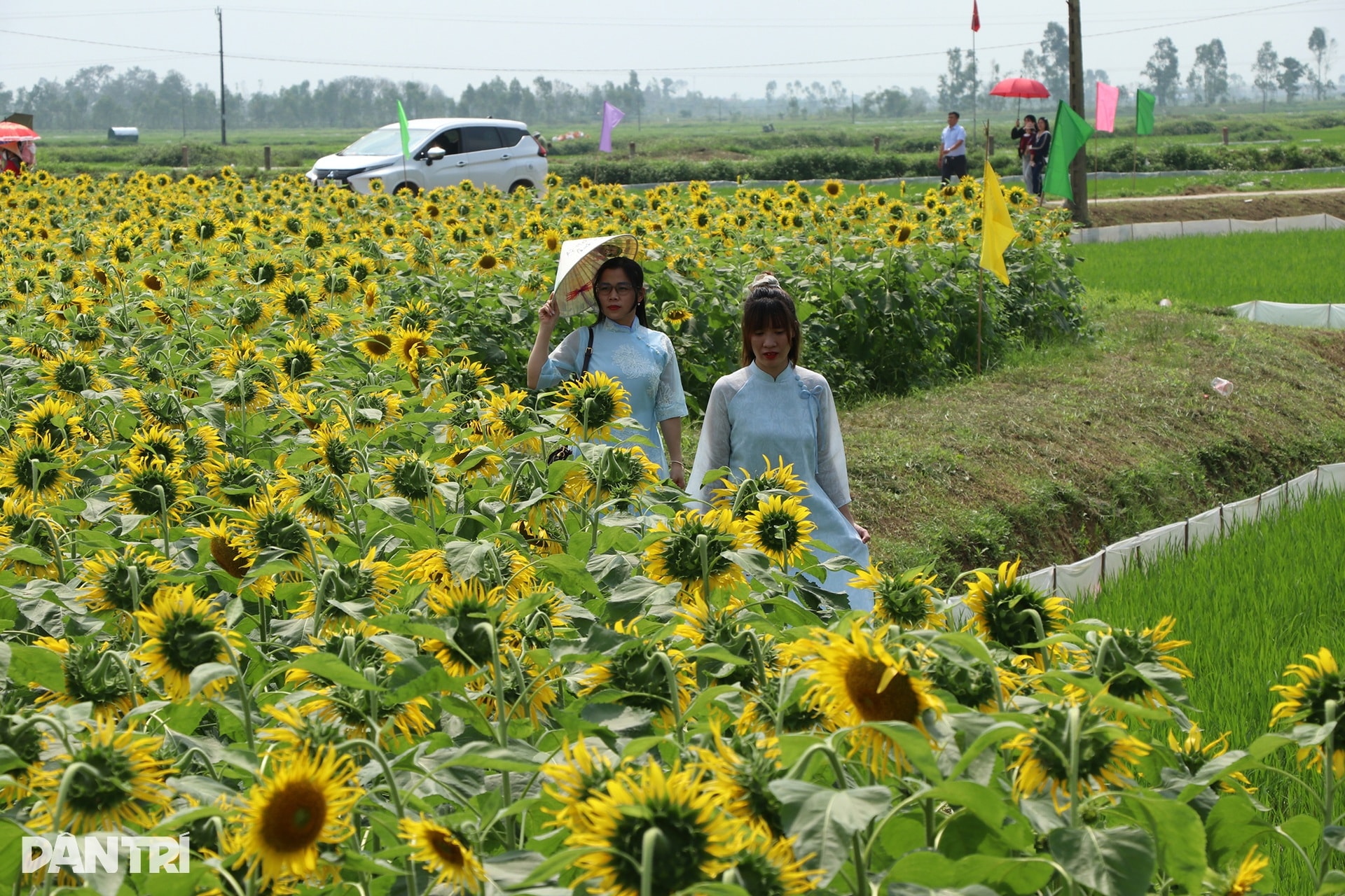 Chủ vườn thắng lợi với vụ hoa hướng dương, quà quê phục vụ khách Trung Quốc - 3