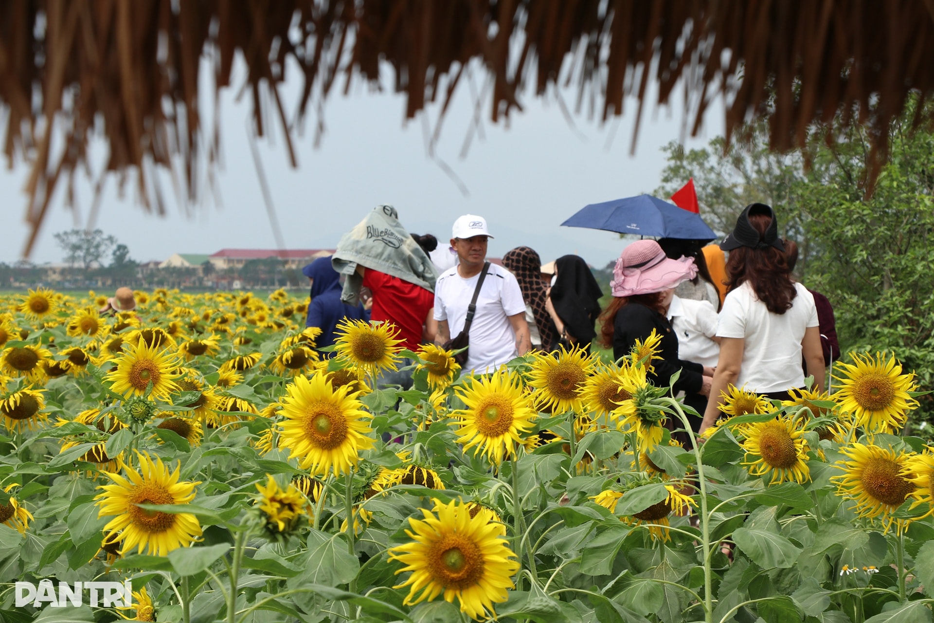 Chủ vườn thắng lợi với vụ hoa hướng dương, quà quê phục vụ khách Trung Quốc - 4