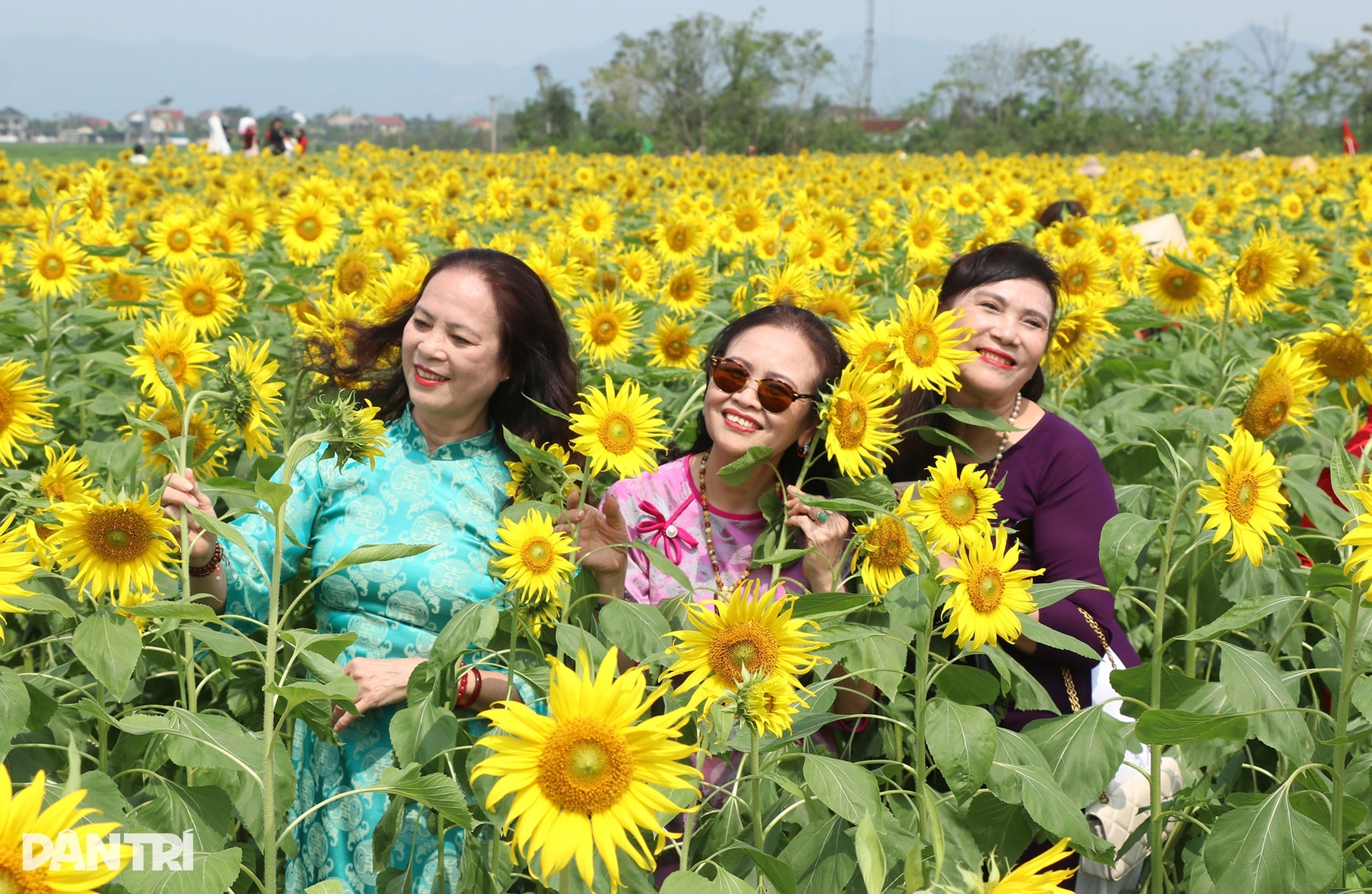 Chủ vườn thắng lợi với vụ hoa hướng dương, quà quê phục vụ khách Trung Quốc - 7