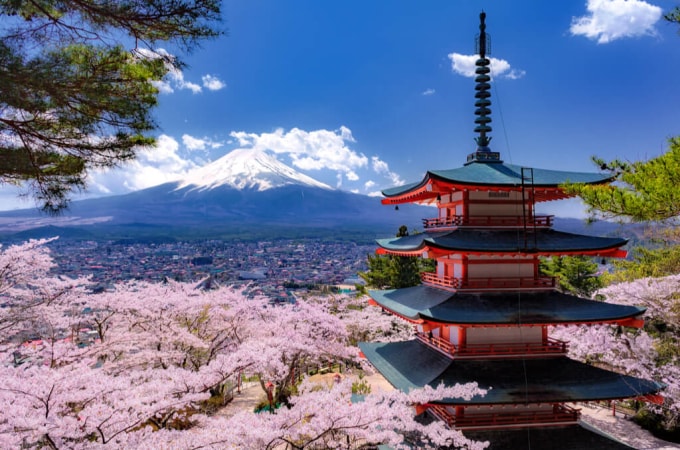 Điểm ngắm hoa anh đào gần núi Phú Sĩ nổi tiếng. Ảnh: Sakuraco