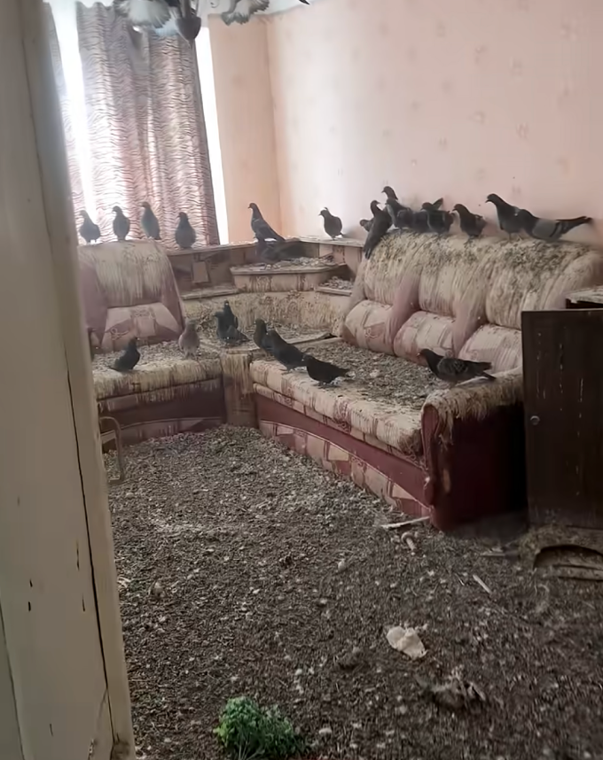 Phòng khách của căn hộ tại thị trấn khai thác mỏ Vorkuta (Nga) phủ đầy lông và phân của đàn chim bồ câu, ngày 3/3. Ảnh: @F7S6R