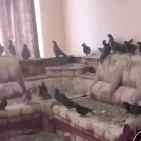 Bị bồ câu 'chiếm' nhà do quên đóng cửa sổ