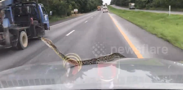 Đang lái xe, người đàn ông sốc khi phát hiện cảnh tượng "nổi da gà" trước mắt - Ảnh 1.