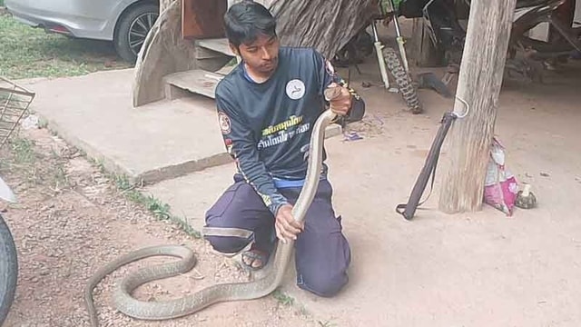 Bắt sống rắn hổ mang chúa dài 3 mét ẩn nấp trong xe ô tô - Ảnh 2.