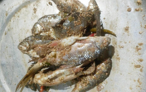 Bé gái 6 tuổi tử vong nghi do chó dại cắn - Ảnh 2.