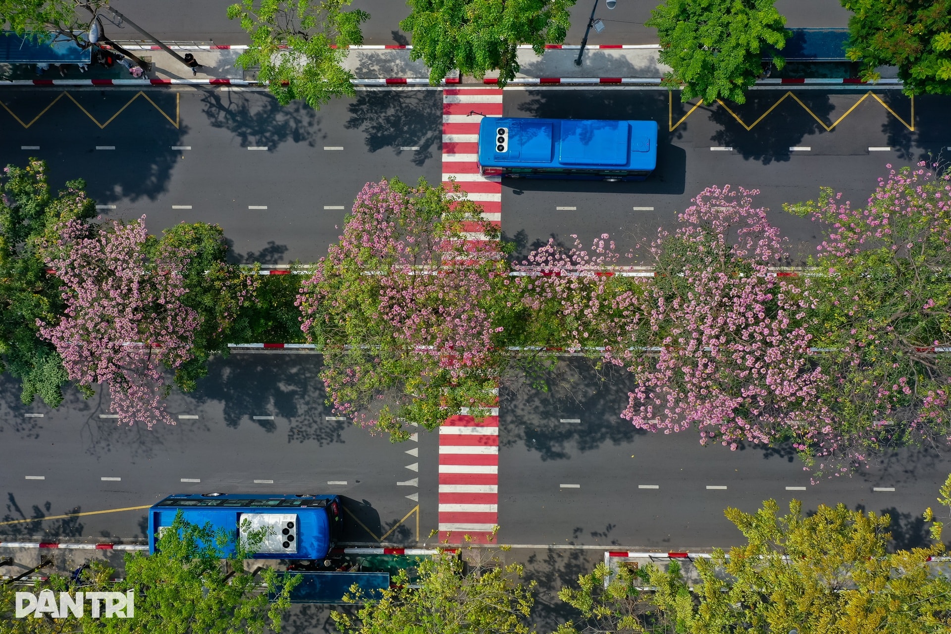 Sắc hồng bao phủ các con đường ở TPHCM - 5