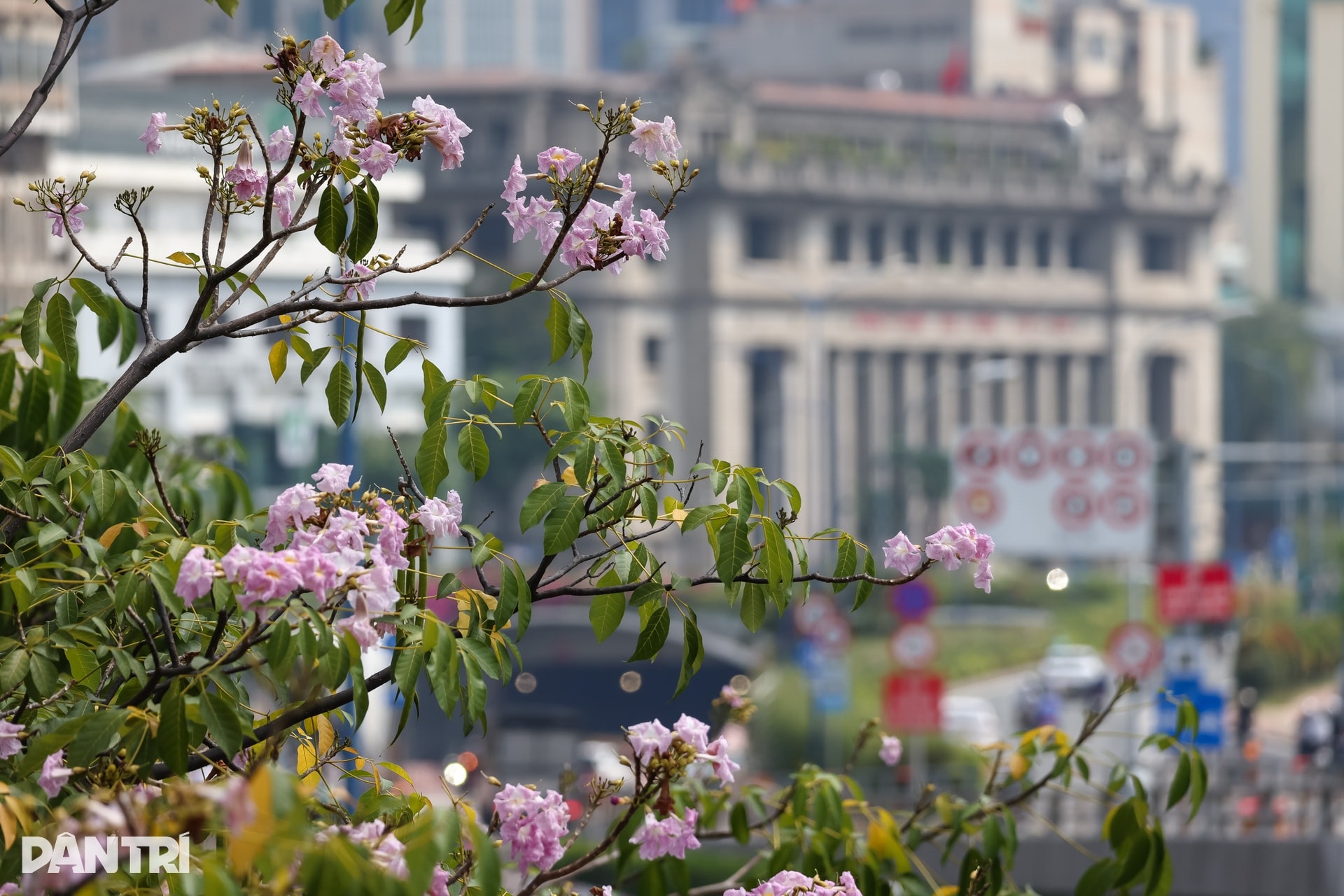 Sắc hồng bao phủ các con đường ở TPHCM - 11