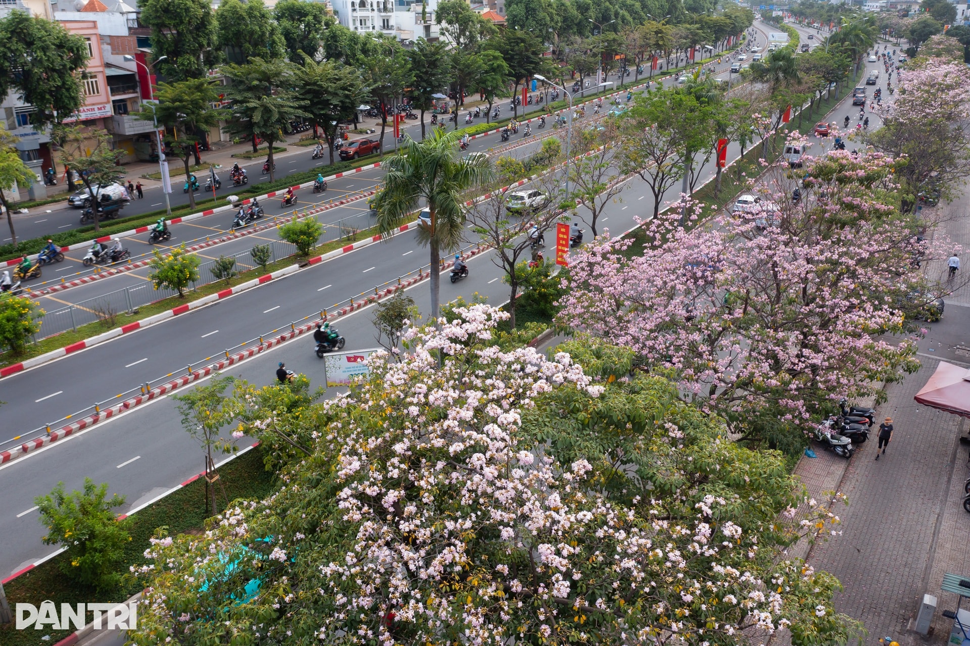 Sắc hồng bao phủ các con đường ở TPHCM - 15