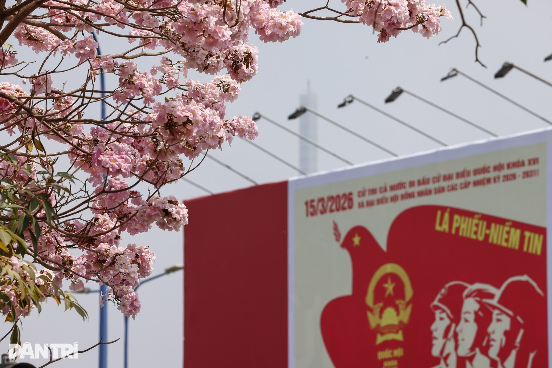 Sắc hồng bao phủ các con đường ở TPHCM - 14